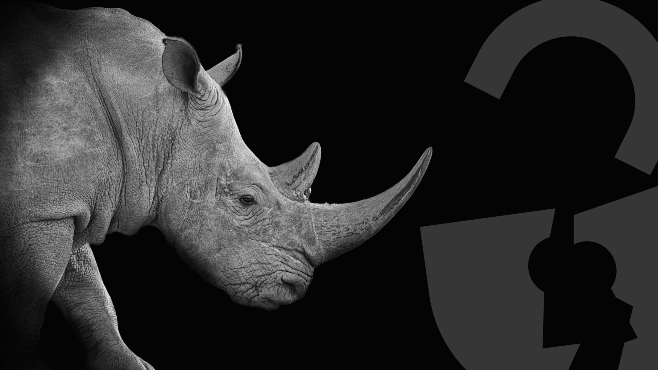 gray rhino