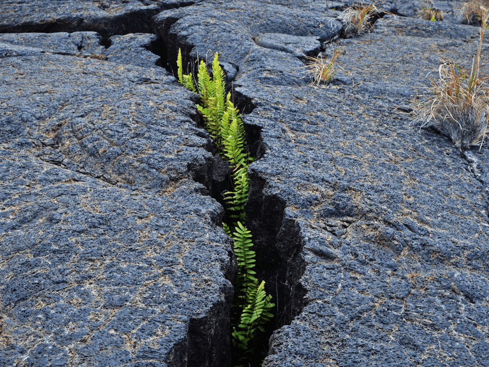 resilience